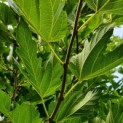 morus alba 'Macrophylla'