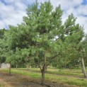 Pinus sylvestris - 5