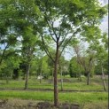 Acer griseum x nikoense - Foto 1
