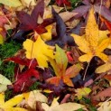 Liquidambar styraciflua - Foto 3