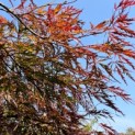 Acer palmatum 'Garnet' - Foto 1
