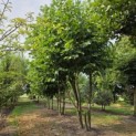 Platanus x Hispanica - 2