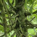 Carpinus betulus 'Frans Fontaine' - september 2026
