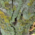 Carpinus betulus 'Frans Fontaine' - spechtgaten