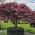 Acer palmatum 'Garnet' - 3