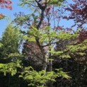 Larix kaempferi - 4