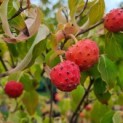 Cornus kousa Chinensis - 2
