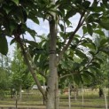 Magnolia 'Wada's Memory' - Foto 2