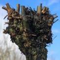 Salix Alba - 1