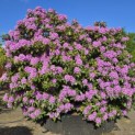 Rhododendron 'Catawbiense Grandiflorum - 1