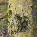 Carpinus Betulus - 6