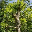 Platanus hispanica - 2025