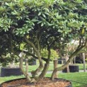 Rhododendron Roseum Elegans - 2