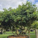 Rhododendron Roseum Elegans - 3