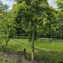Acer palmatum - Foto 1