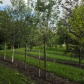 Malus domestica 'Notarisappel' - Foto 3