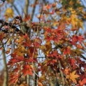 Acer palmatum 'Ryusen' - 2