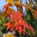 Acer palmatum 'Ryusen' - 3