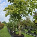 Acer palmatum - Foto 1