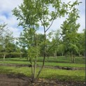 Juglans regia - 2
