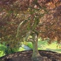 Acer palmatum 'Garnet' - 4