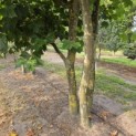 Platanus x Hispanica - 3