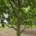 Juglans regia 'Buccaneer' - 1