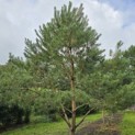 Pinus sylvestris - Foto 8