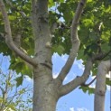 Acer rubrum 'Summer Red' - Foto 5