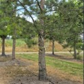 Pinus nigra subsp. Nigra - Foto 1