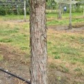 Sequoiadendron giganteum 'Glaucum' - Foto 6