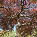 Acer palmatum 'Garnet' - Foto 8