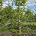 Carpinus betulus - 4