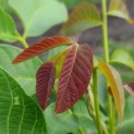 Juglans regia 'Cyril' - Foto 2