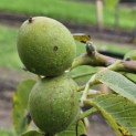 Juglans regia 'Cyril' - Foto 1