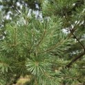 Pinus sylvestris - 5