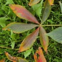 Aesculus x Arnoldiana 'Autumn Splendor' - impressie bladverkleuring herfst