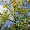 Liquidambar formosa 'Ellen' - 3