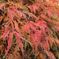 Acer palmatum 'Shigure bato' - Foto 2
