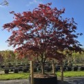 Acer palmatum 'Atropurpureum' - 2
