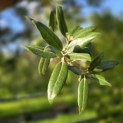 Quercus ilex - 4