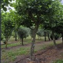 Platanus x hispanica - Foto 1