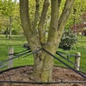 Acer palmatum 'Atropurpureum' - 5