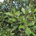 Quercus ilex - 3