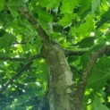 Platanus x hispanica - Afbeelding 5