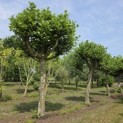 Platanus hispanica - 1e boom in juni 2026