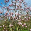 Magnolia 'Susan' - 1