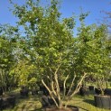 Parrotia persica - Foto 2