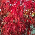 Acer palmatum 'Garnet' - Foto 2