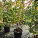 Tilia cordata 'Winter Orange' - Foto 1